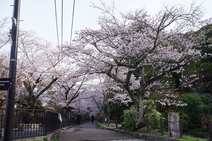 哲学の道_桜_2023　No2