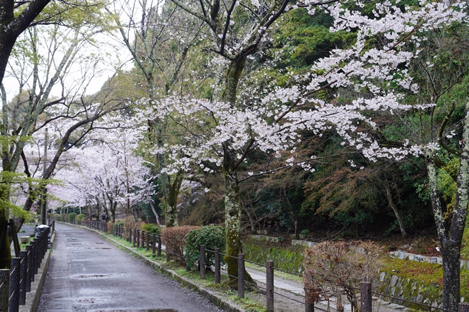 哲学の道_桜_2023　No4