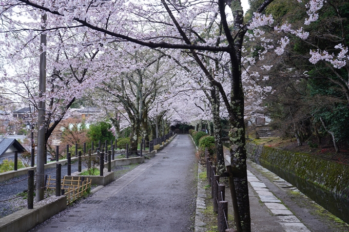 哲学の道_桜_2023　No5