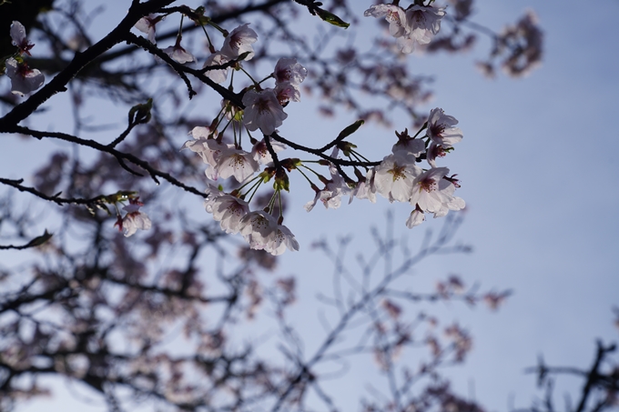 哲学の道_桜_2023　No6