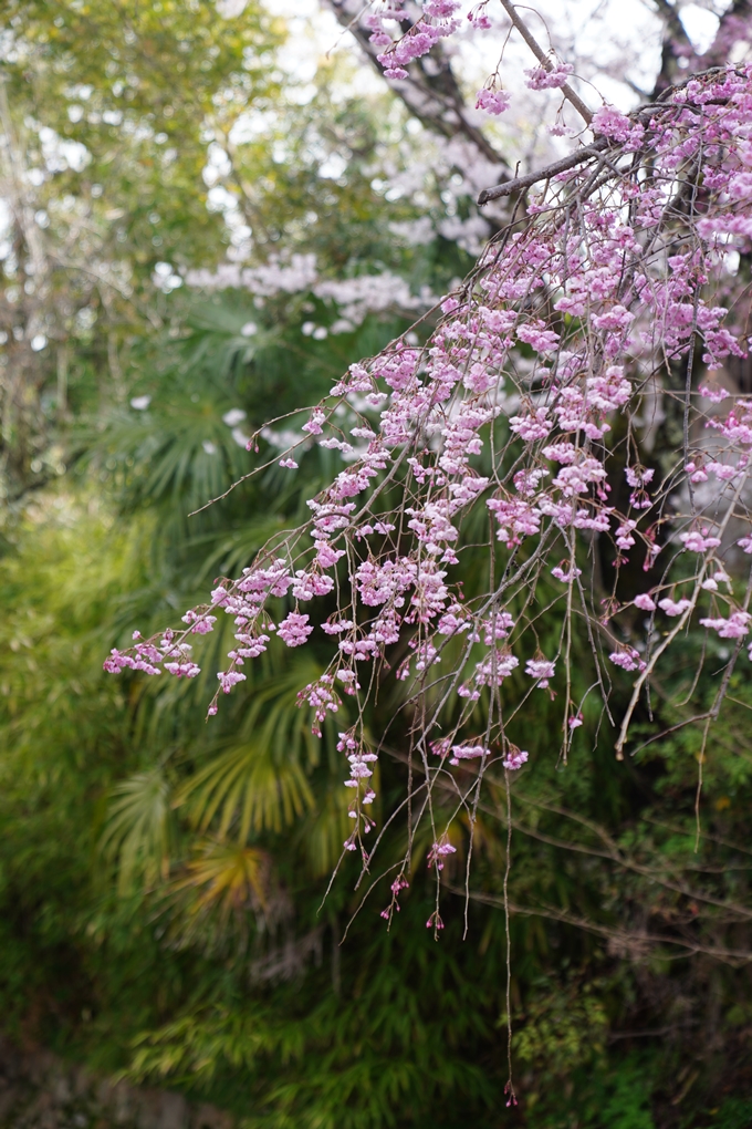 哲学の道_桜_2023　No9