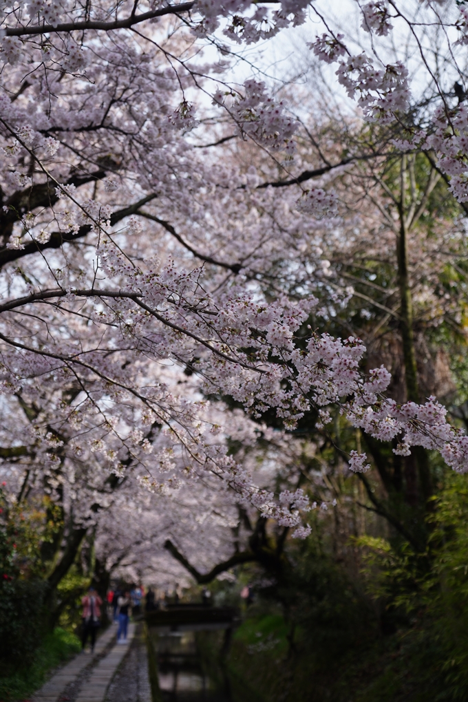 哲学の道_桜_2023　No10