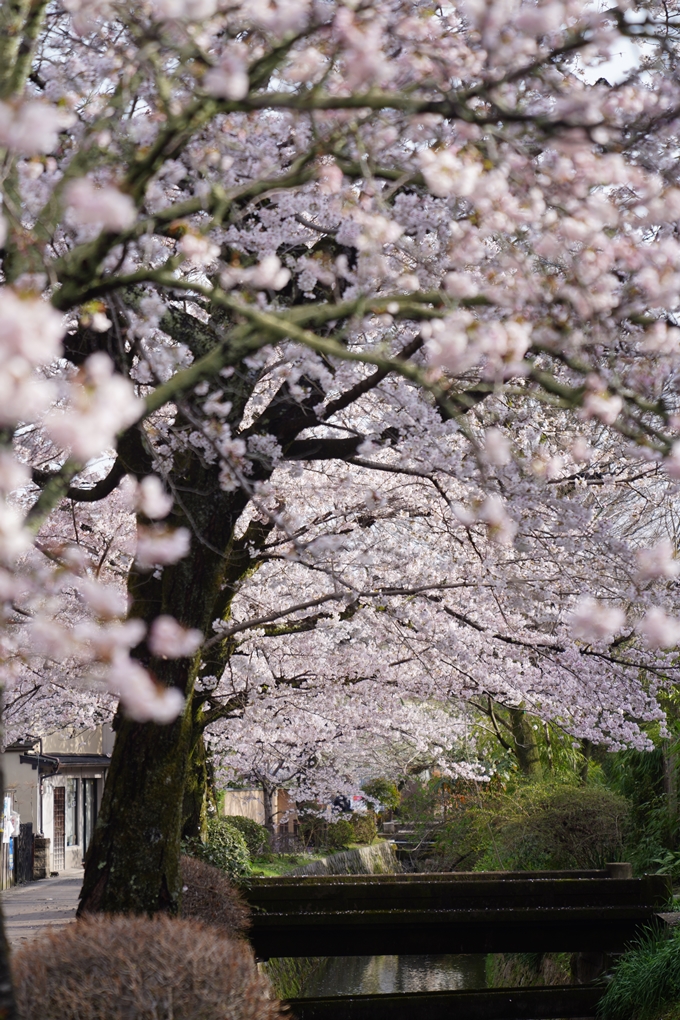 哲学の道_桜_2023　No11