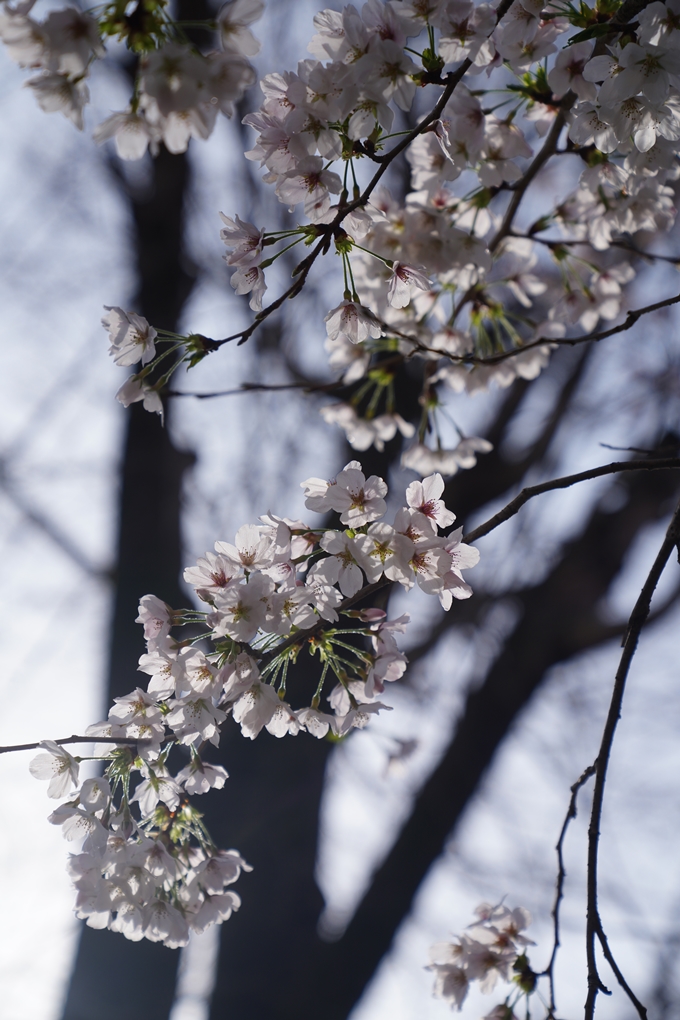 哲学の道_桜_2023　No12