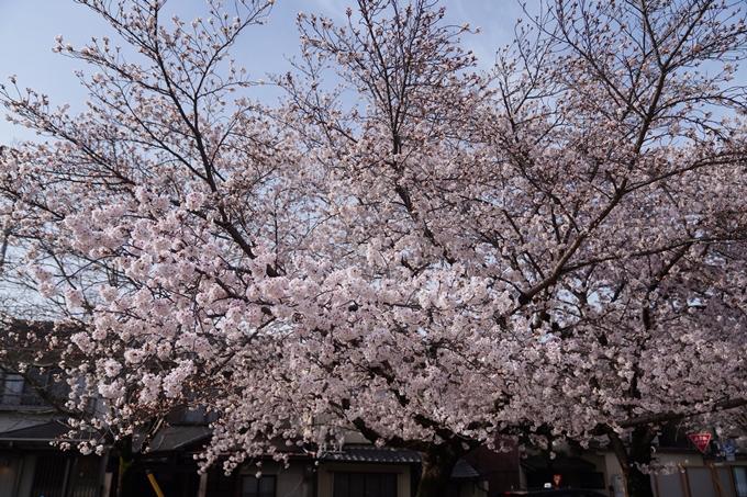 哲学の道_桜_2023　No15