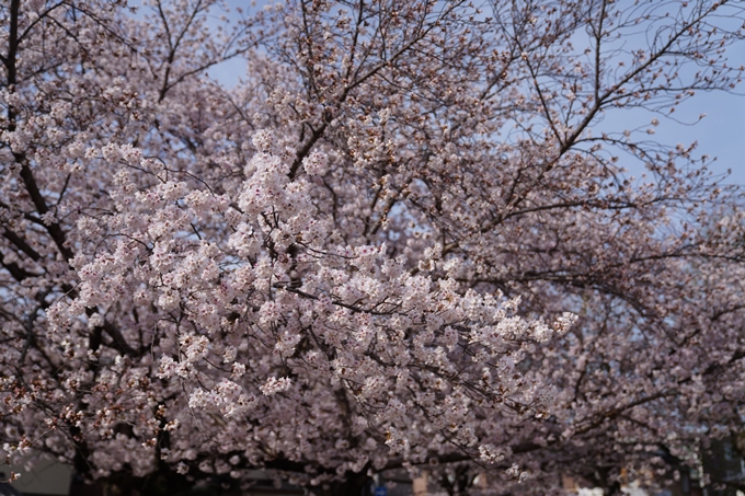 哲学の道_桜_2023　No17