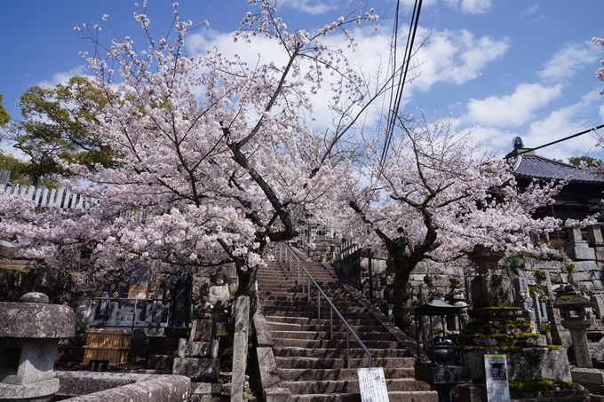 金戒光明寺_桜_2023　No3