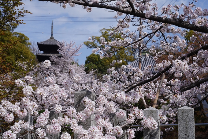 金戒光明寺_桜_2023　No5