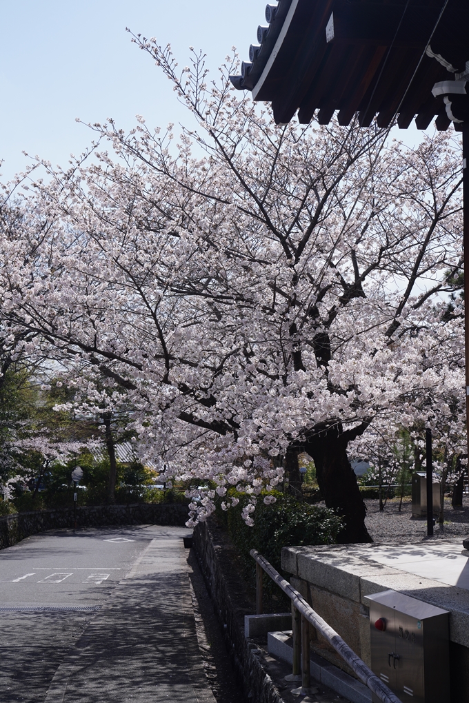 金戒光明寺_桜_2023　No6