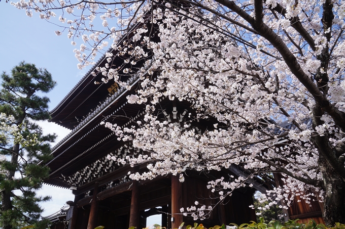 金戒光明寺_桜_2023　No7