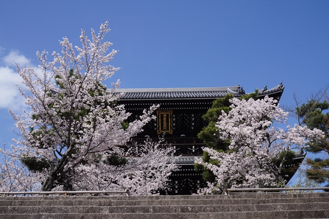 金戒光明寺_桜_2023　No8