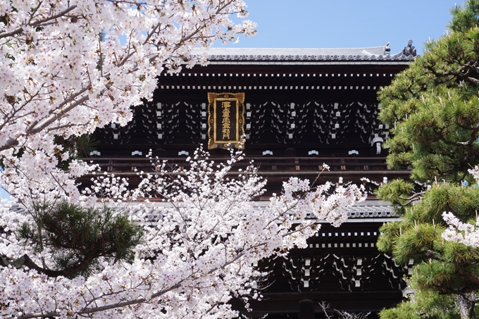 金戒光明寺_桜_2023　No9