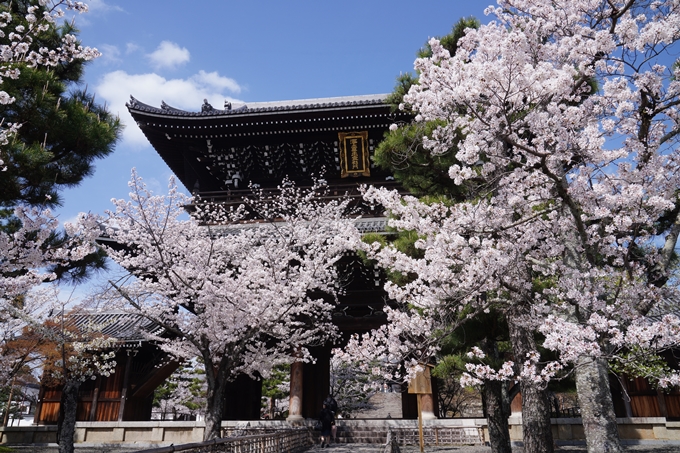 金戒光明寺_桜_2023　No10