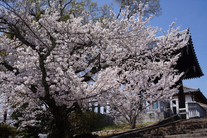 金戒光明寺_桜_2023　No11