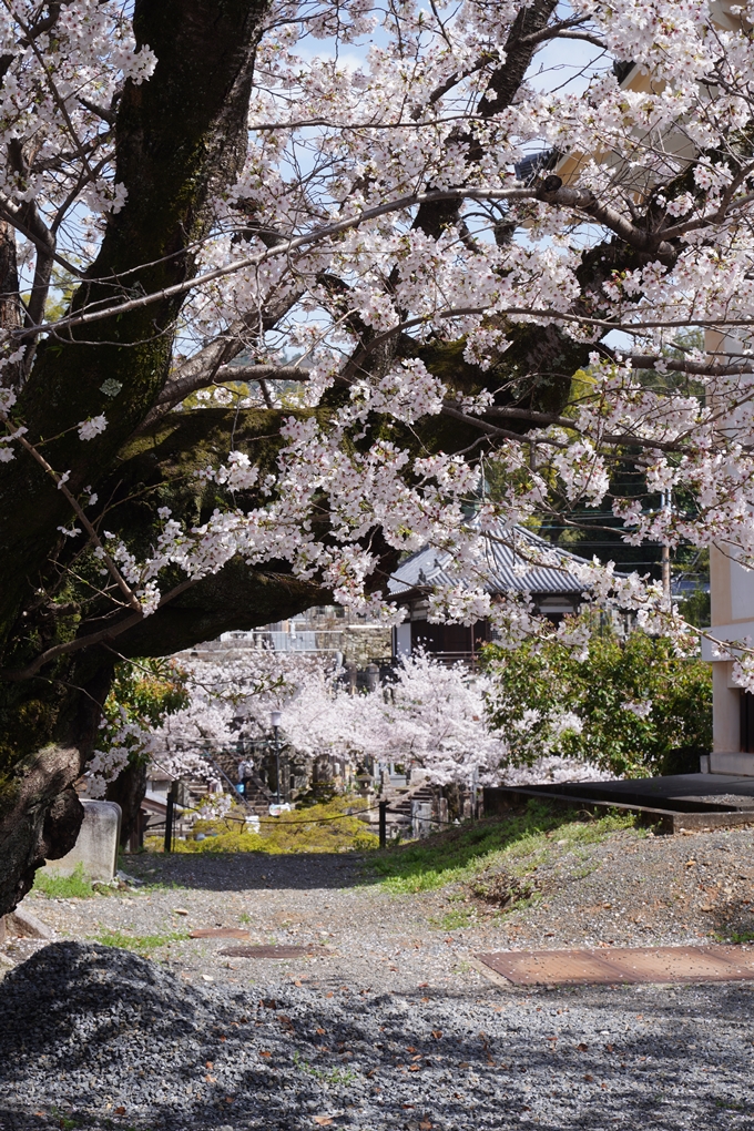 金戒光明寺_桜_2023　No12