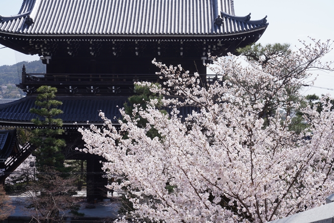 金戒光明寺_桜_2023　No13