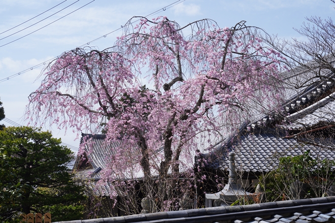 金戒光明寺_桜_2023　No14