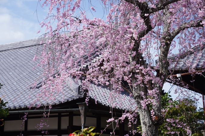 金戒光明寺_桜_2023　No15