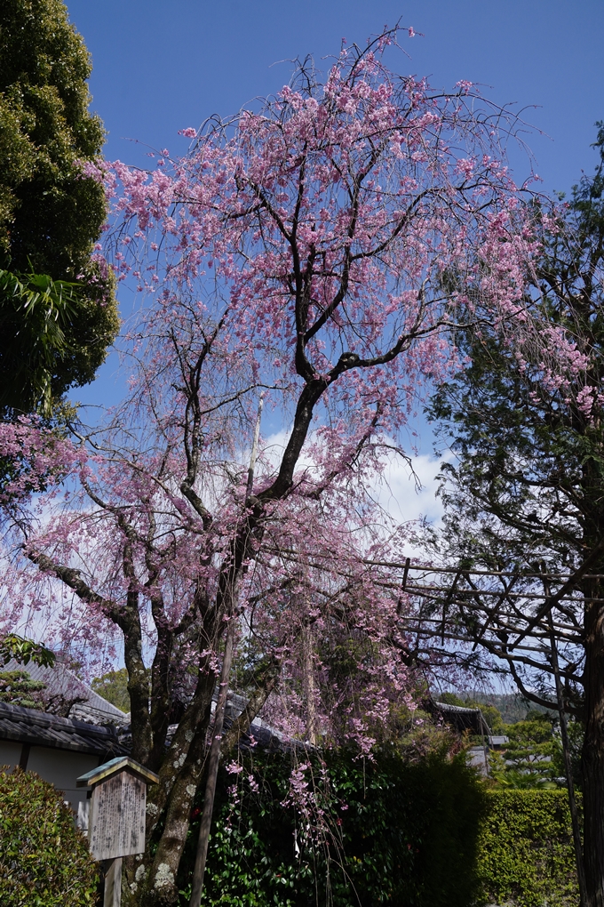 金戒光明寺_桜_2023　No16