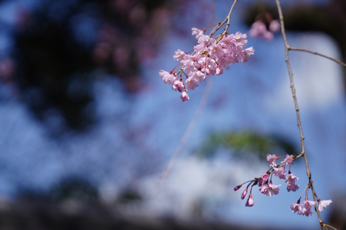 金戒光明寺_桜_2023　No18