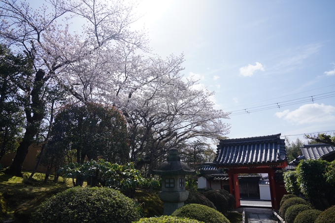 金戒光明寺_桜_2023　No19