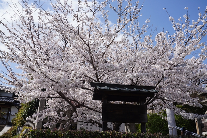 金戒光明寺_桜_2023　No20