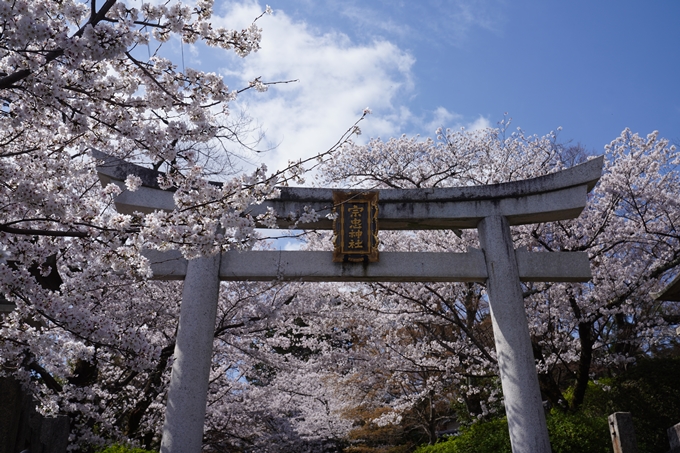 金戒光明寺_桜_2023　No21