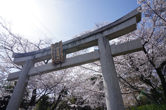 金戒光明寺_桜_2023　No22