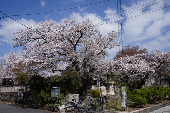 真如堂_桜_2023　No2