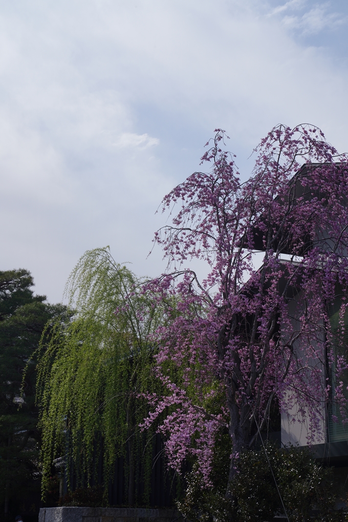 嵐山_桜_2023　No4