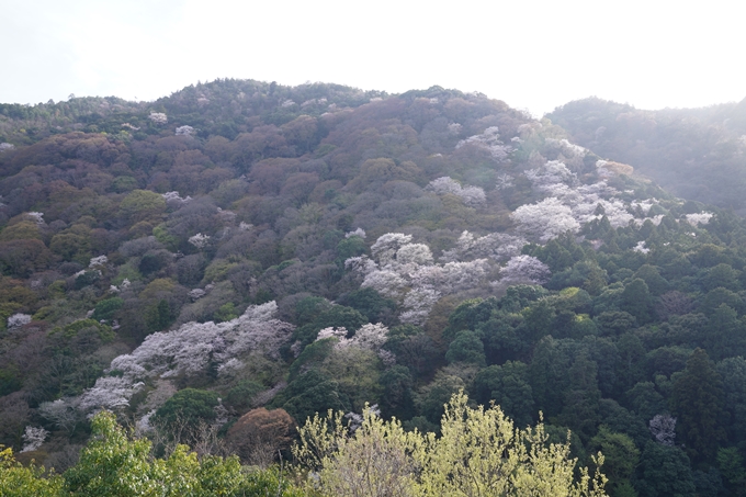 嵐山_桜_2023　No6