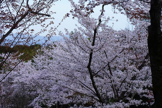 嵐山_桜_2023　No9