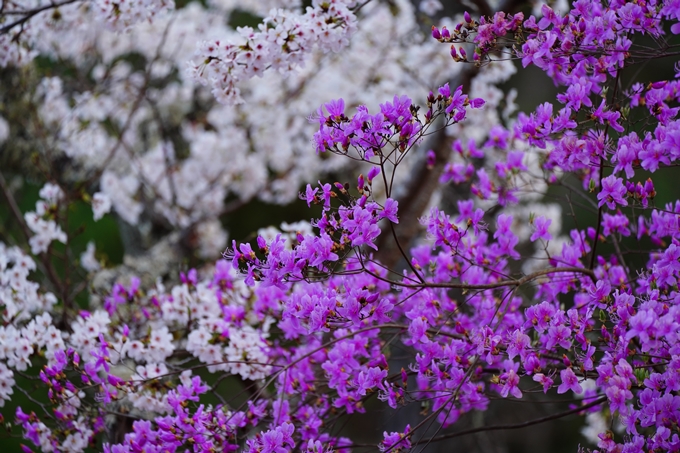 嵐山_桜_2023　No11