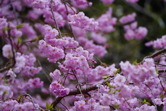 嵐山_桜_2023　No12