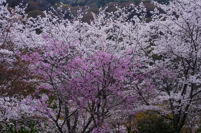 嵐山_桜_2023　No13