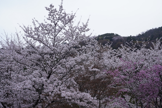 嵐山_桜_2023　No14