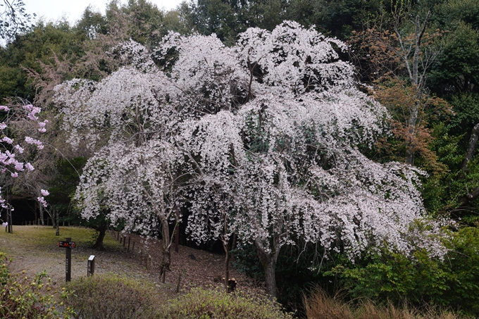 嵐山_桜_2023　No18