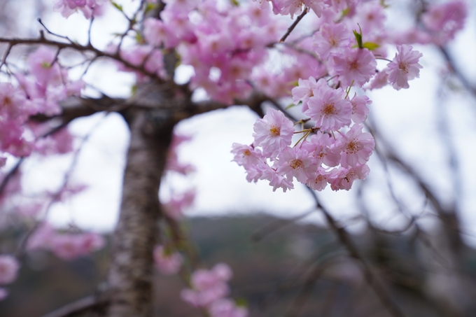 嵐山_桜_2023　No19