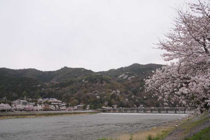 嵐山_桜_2023　No16