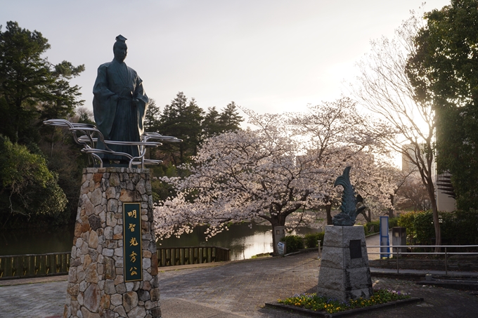 南郷公園_桜_2023　No3