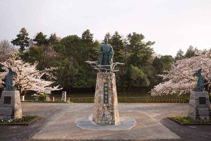 南郷公園_桜_2023　No2