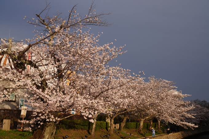 南郷公園_桜_2023　No5