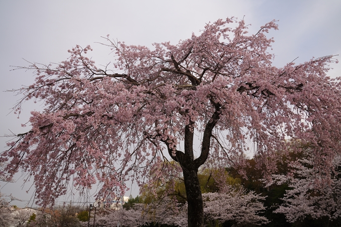 南郷公園_桜_2023　No6