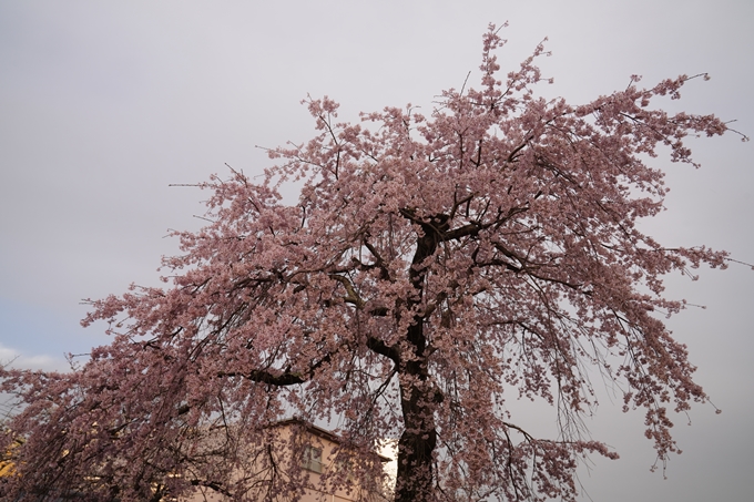 南郷公園_桜_2023　No7