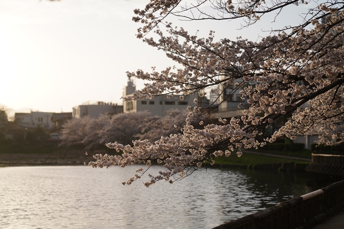 南郷公園_桜_2023　No8