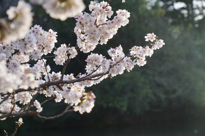 南郷公園_桜_2023　No9