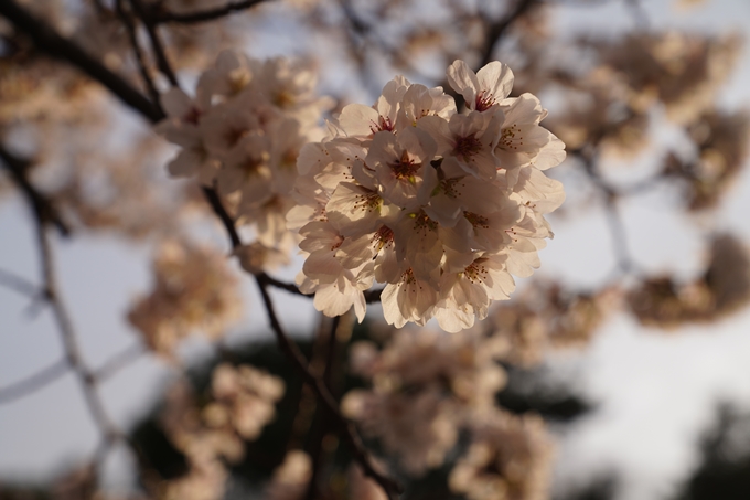 南郷公園_桜_2023　No10