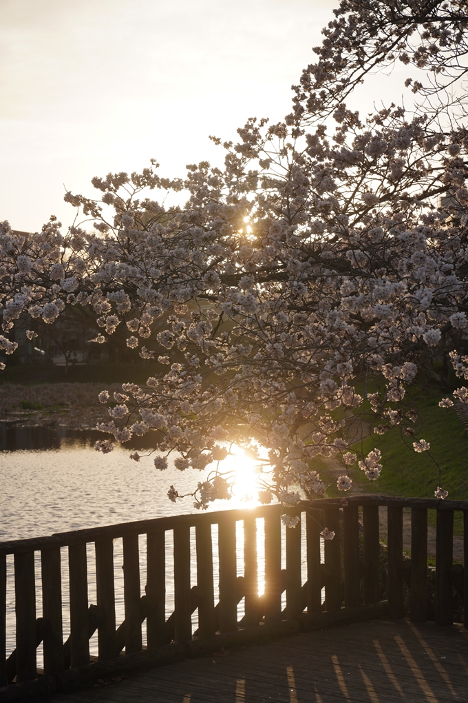 南郷公園_桜_2023　No11