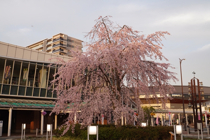 南郷公園_桜_2023　No12