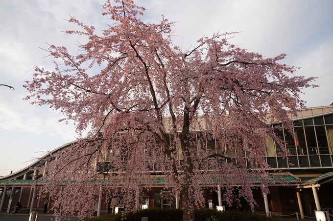 南郷公園_桜_2023　No13